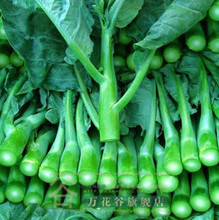 芥蓝种子选购与种植全攻略 从优质种源到高产栽培