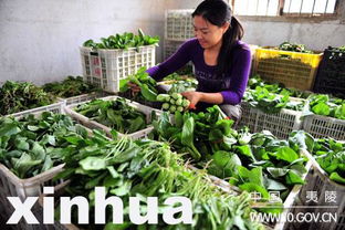 万亩基地殷实菜篮子，新鲜蔬菜批发惠民生