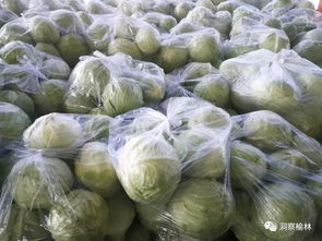 清晨八点，鱼河新鲜蔬菜直通车准时启程