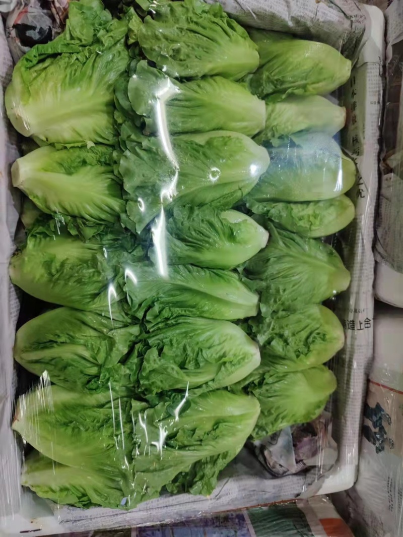四季健康的源头 精选新鲜生菜批发之旅