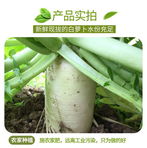 四川新鲜蔬菜·韩国白萝卜 脆甜如水果，整箱批发现摘直达